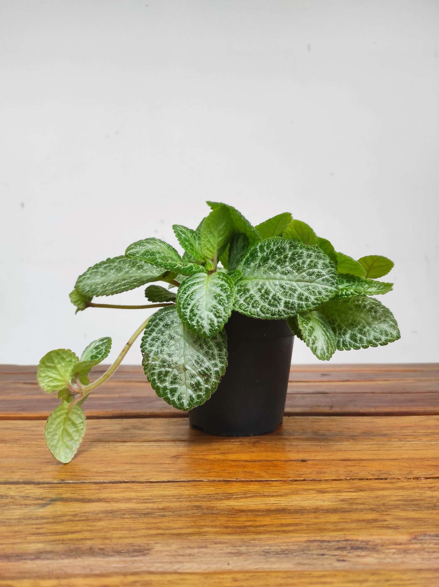 Episcia Cupreata Minty Imp. - Image 2
