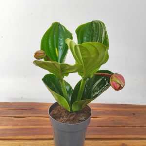 Medinilla 'Flamenco'