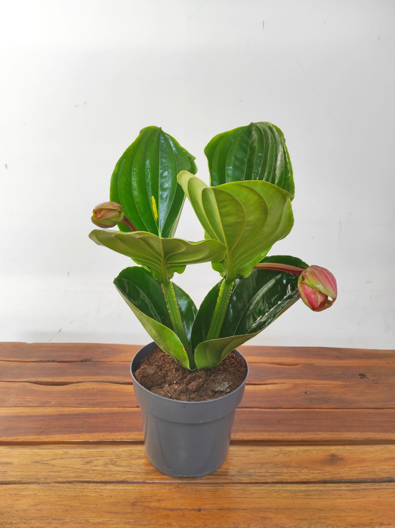Medinilla 'Flamenco'
