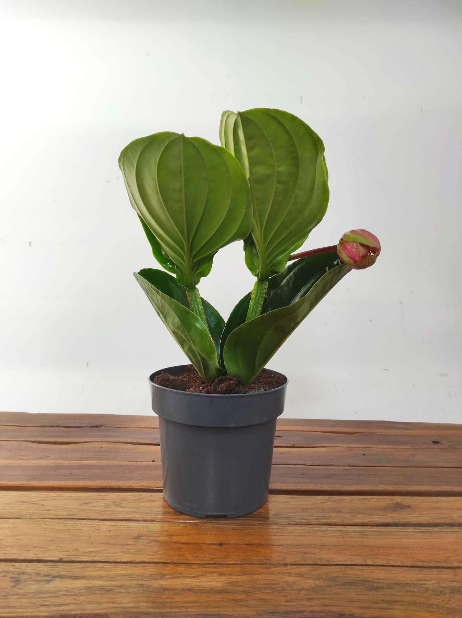 Medinilla 'Flamenco' - Image 2