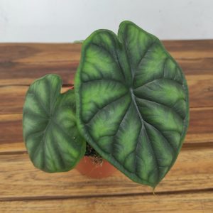 Alocasia Dragon Scale