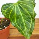 Anthurium 'Delta Force'