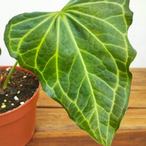 Anthurium 'Delta Force'