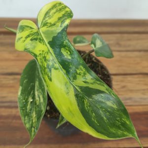 Philodendron 'Florida Beauty Variegata'