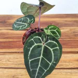 Anthurium Red Crystallinum