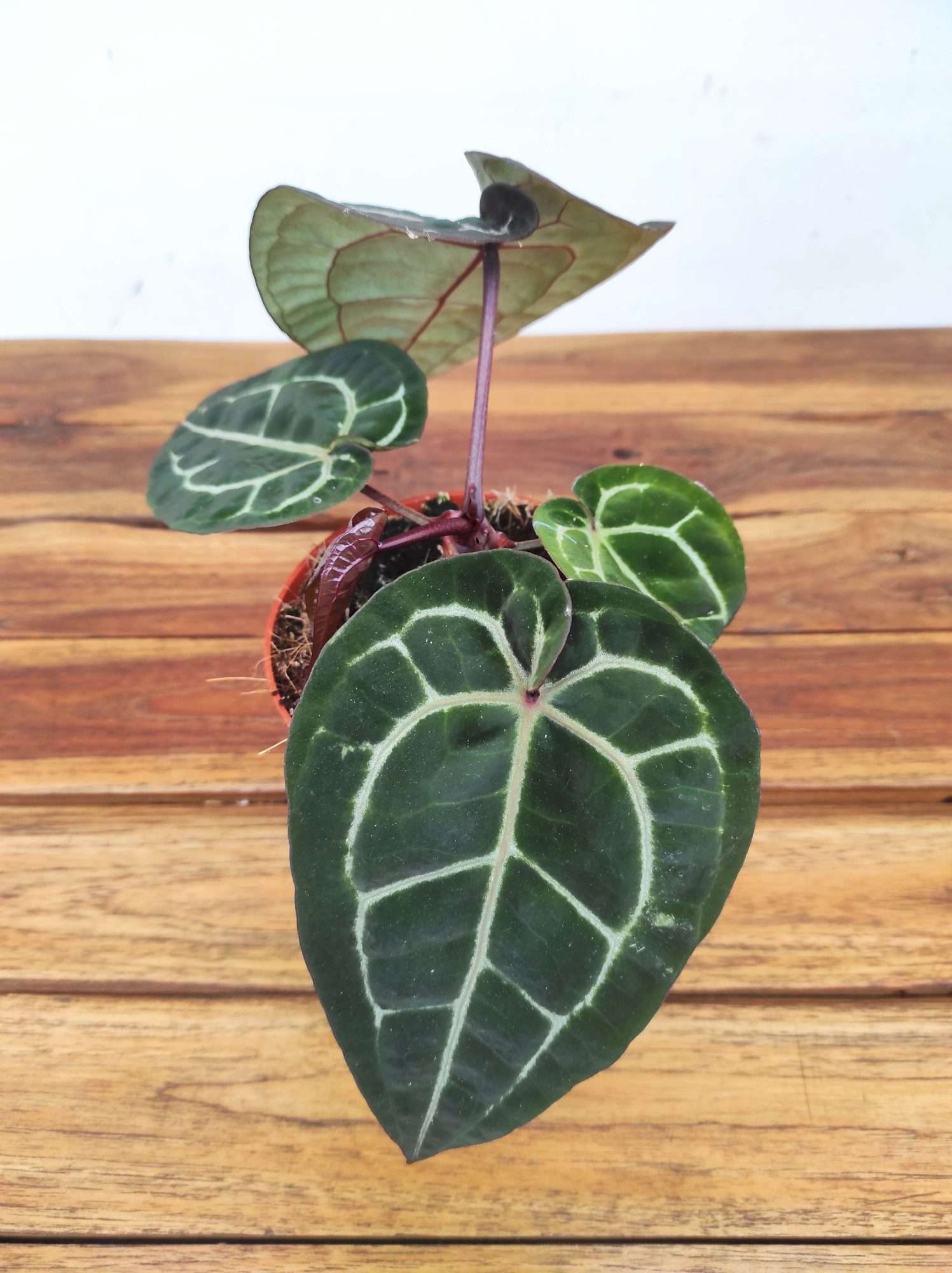 Anthurium Red Crystallinum