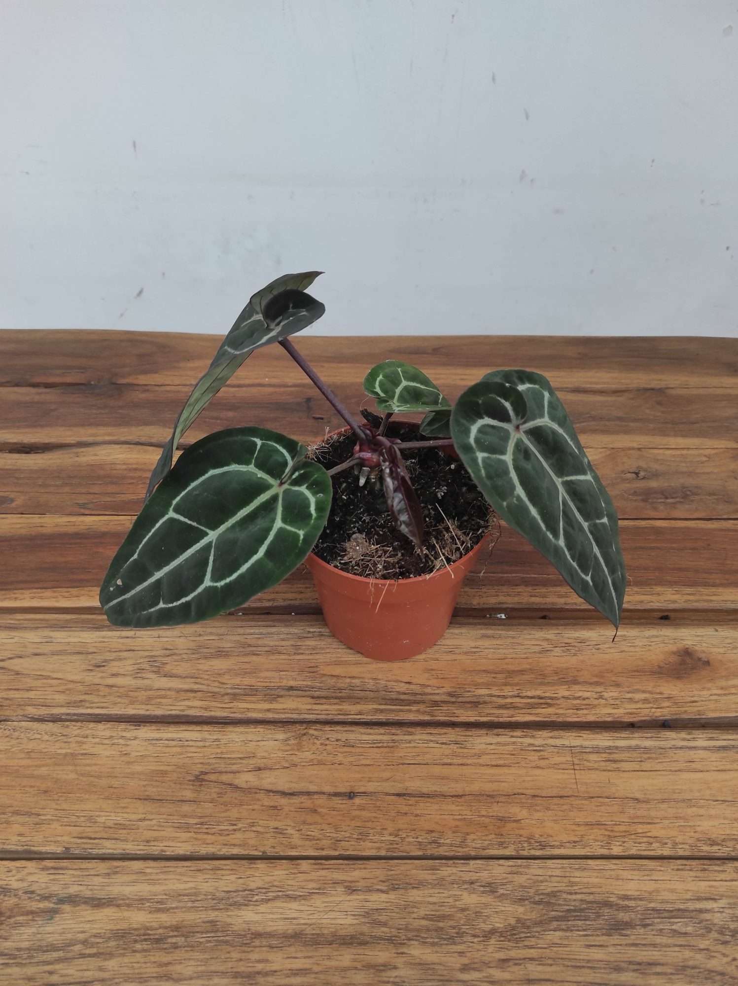 Anthurium Red Crystallinum - Image 3
