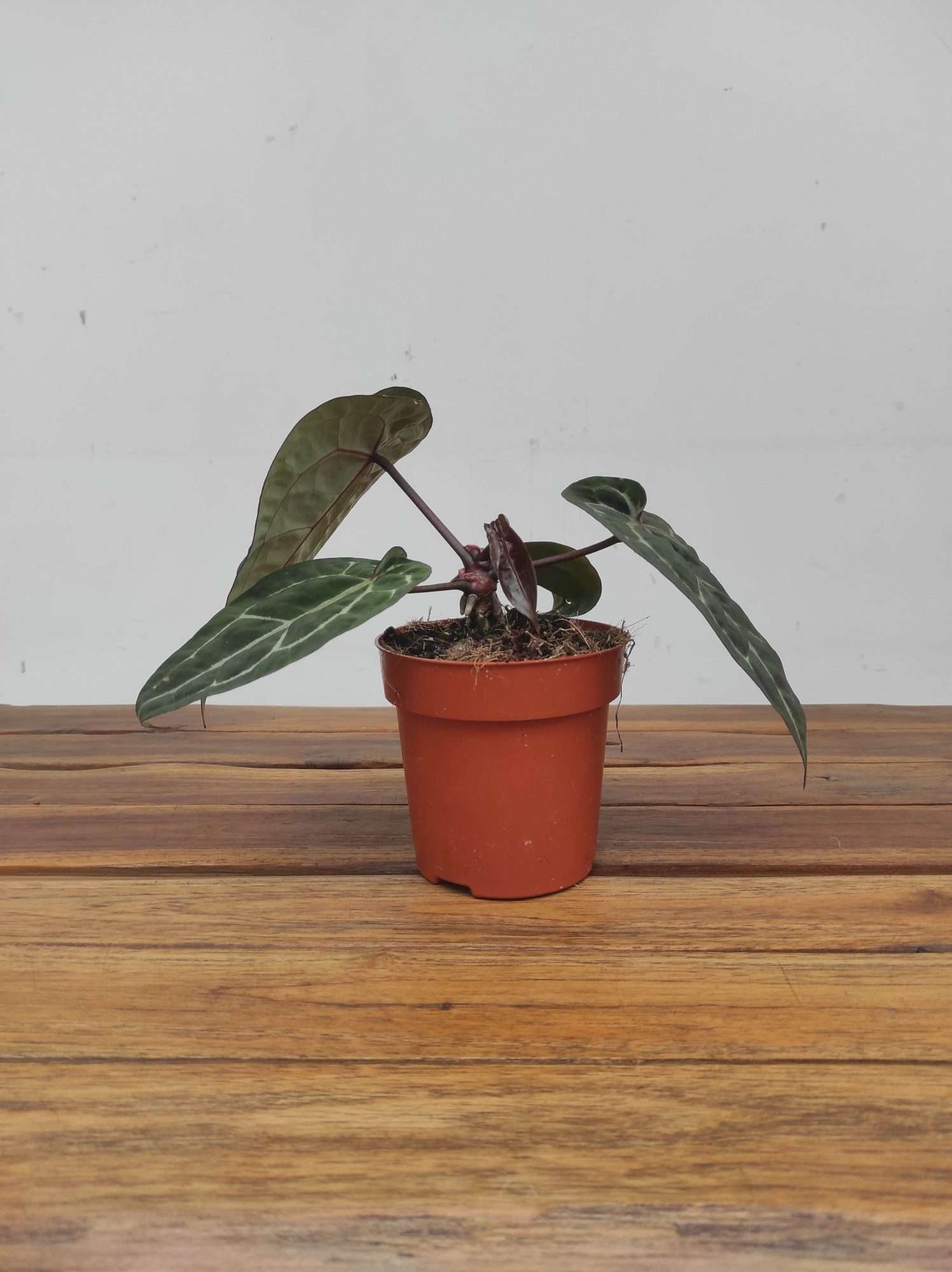 Anthurium Red Crystallinum - Image 2