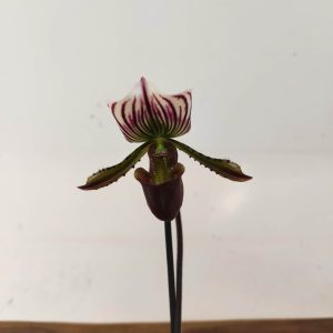 Paphiopedilum V.12