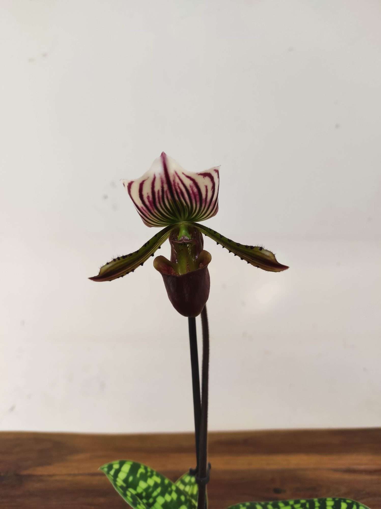 Paphiopedilum V.12