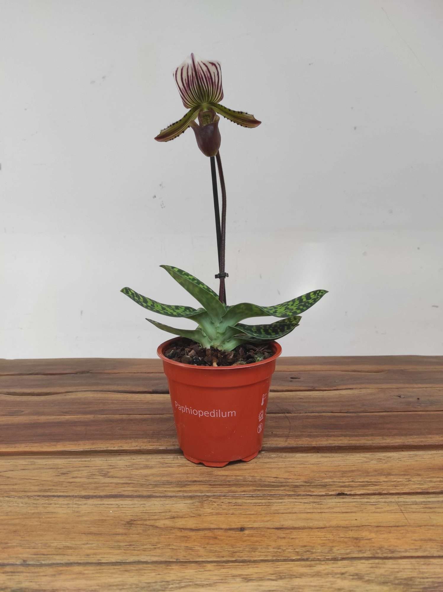 Paphiopedilum V.12 - Image 2
