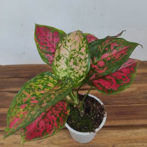 Aglaonema 'Red Valentine'