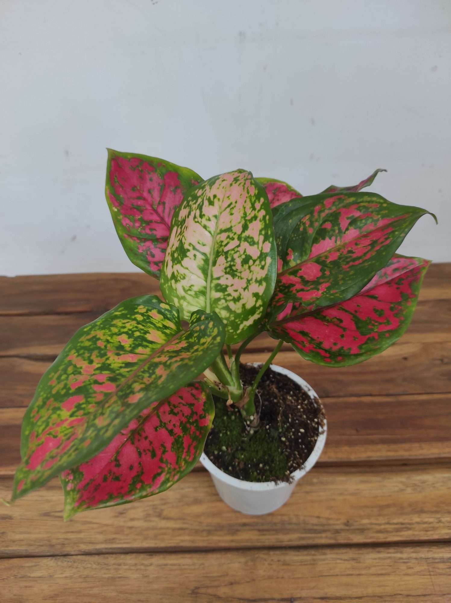 Aglaonema 'Red Valentine'