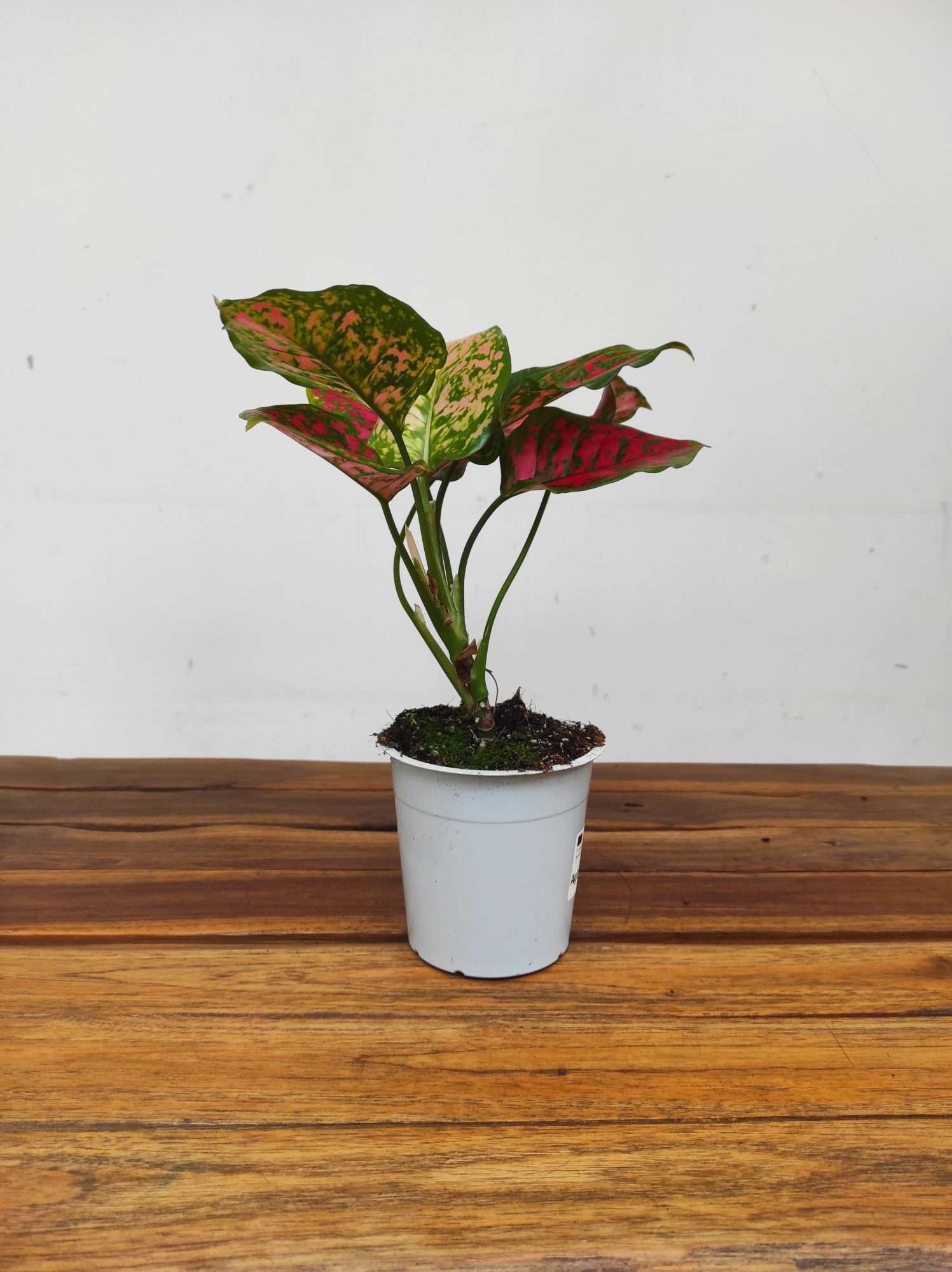 Aglaonema 'Red Valentine' - Image 2