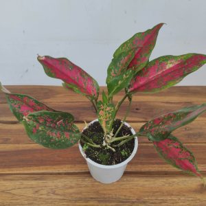 Aglaonema 'Red Beauty'