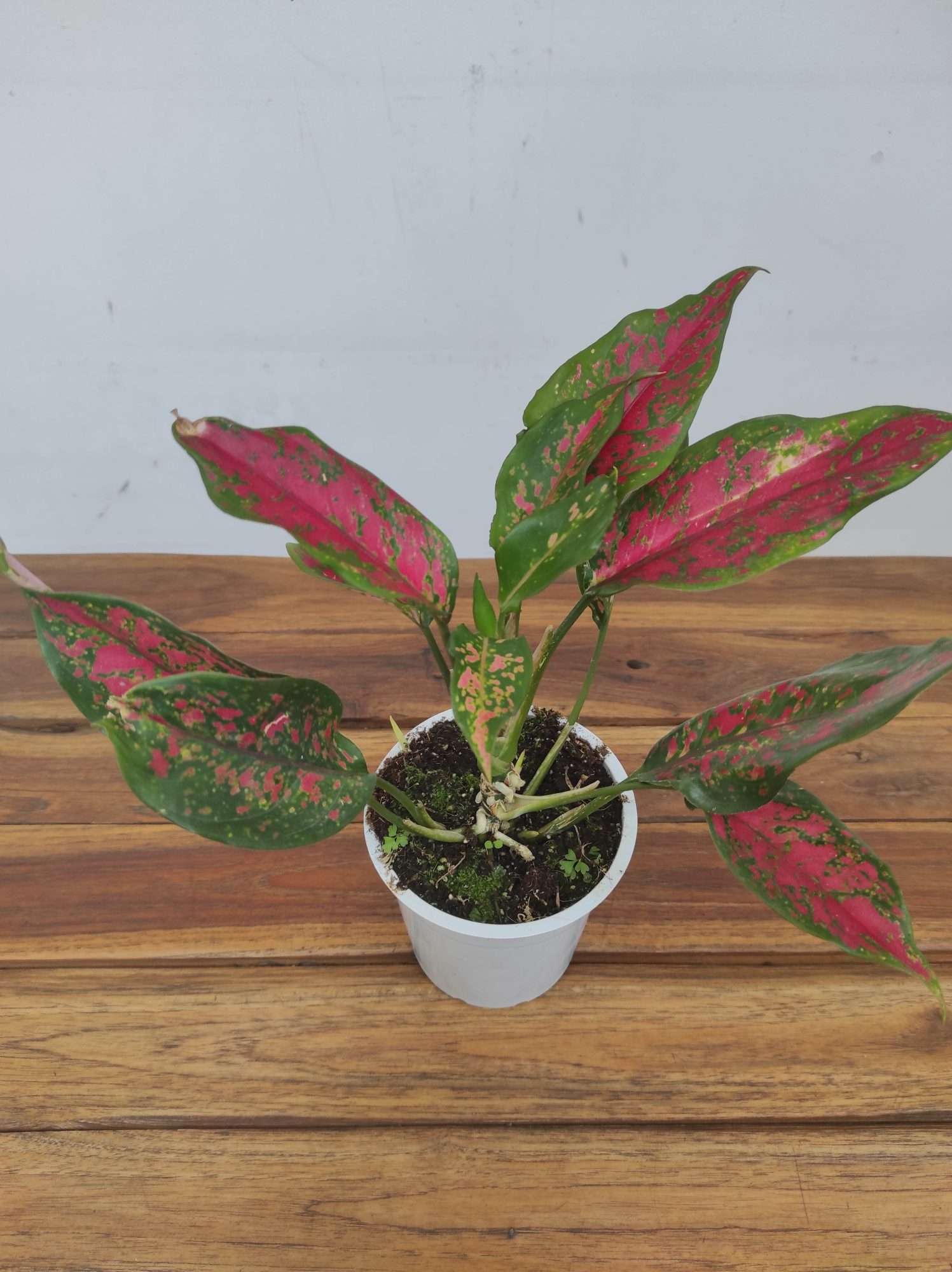 Aglaonema 'Red Beauty'