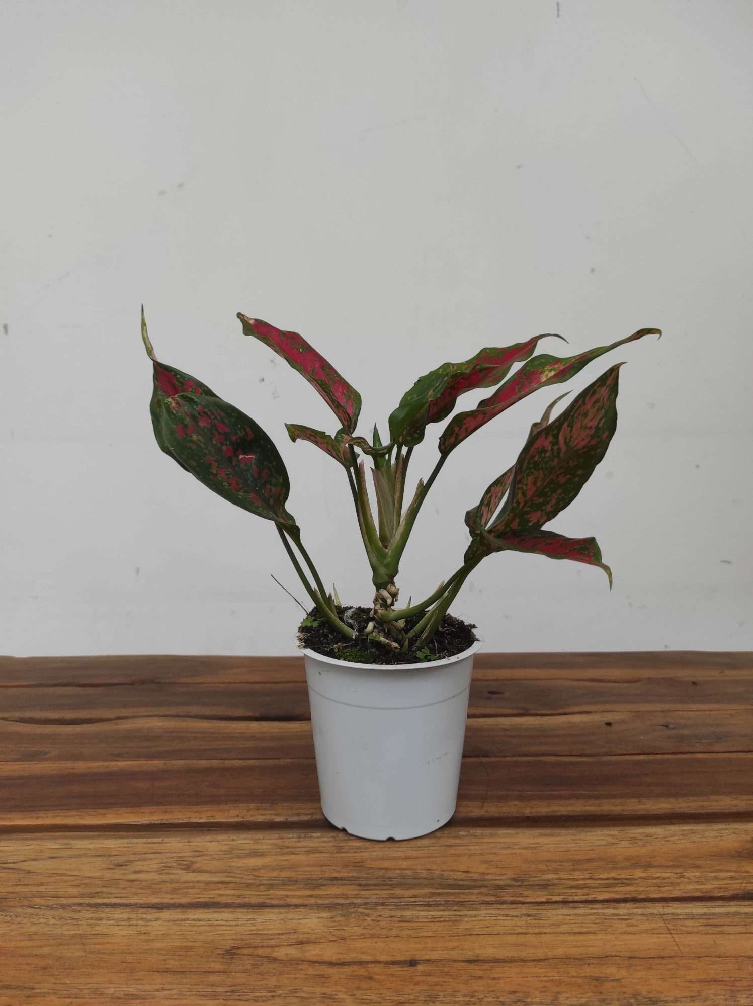 Aglaonema 'Red Beauty' - Image 2