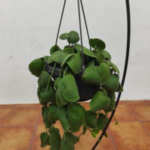 Dischidia Platyphylla Hang - Suspensão