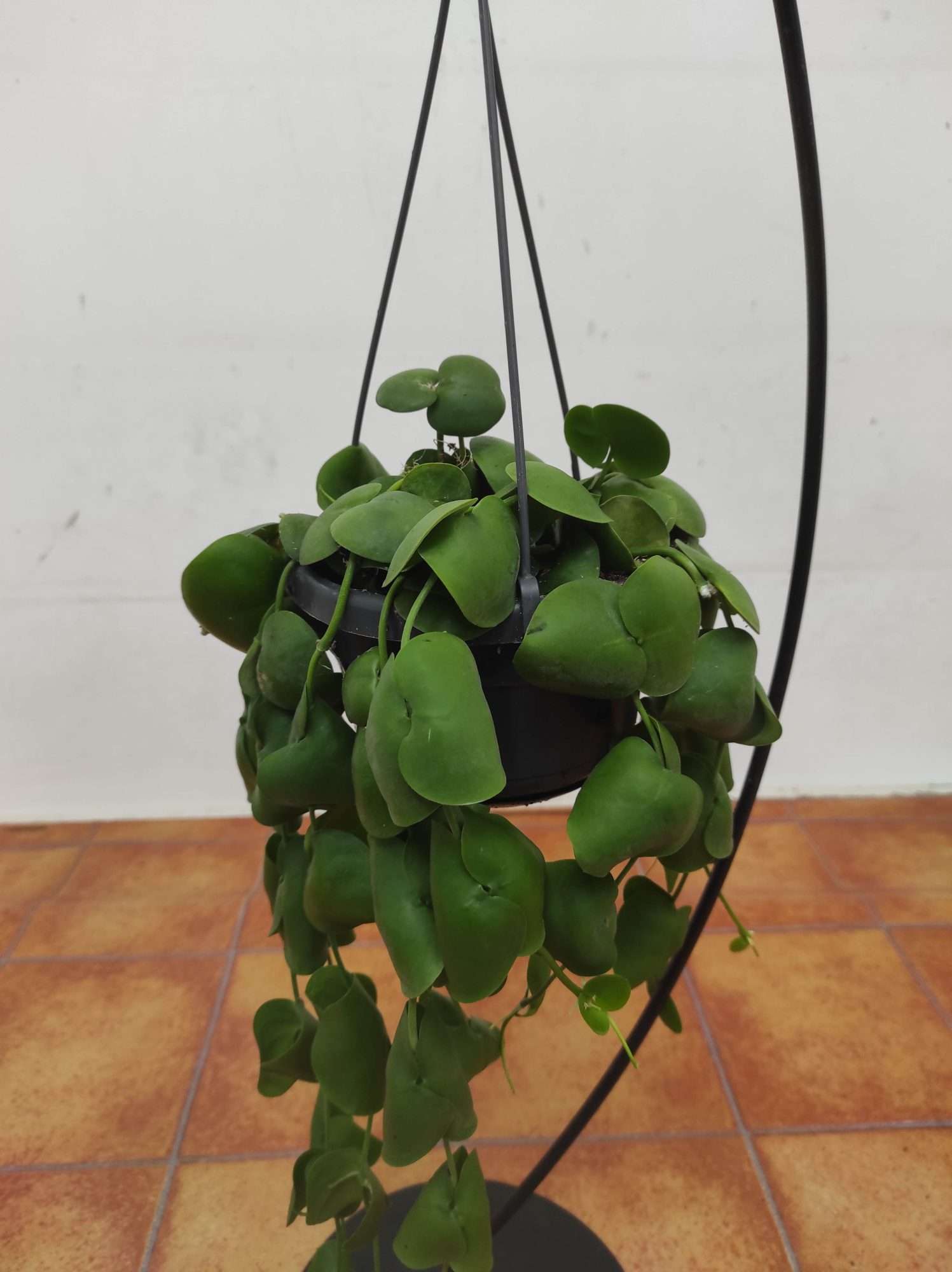 Dischidia Platyphylla Hang - Suspensão