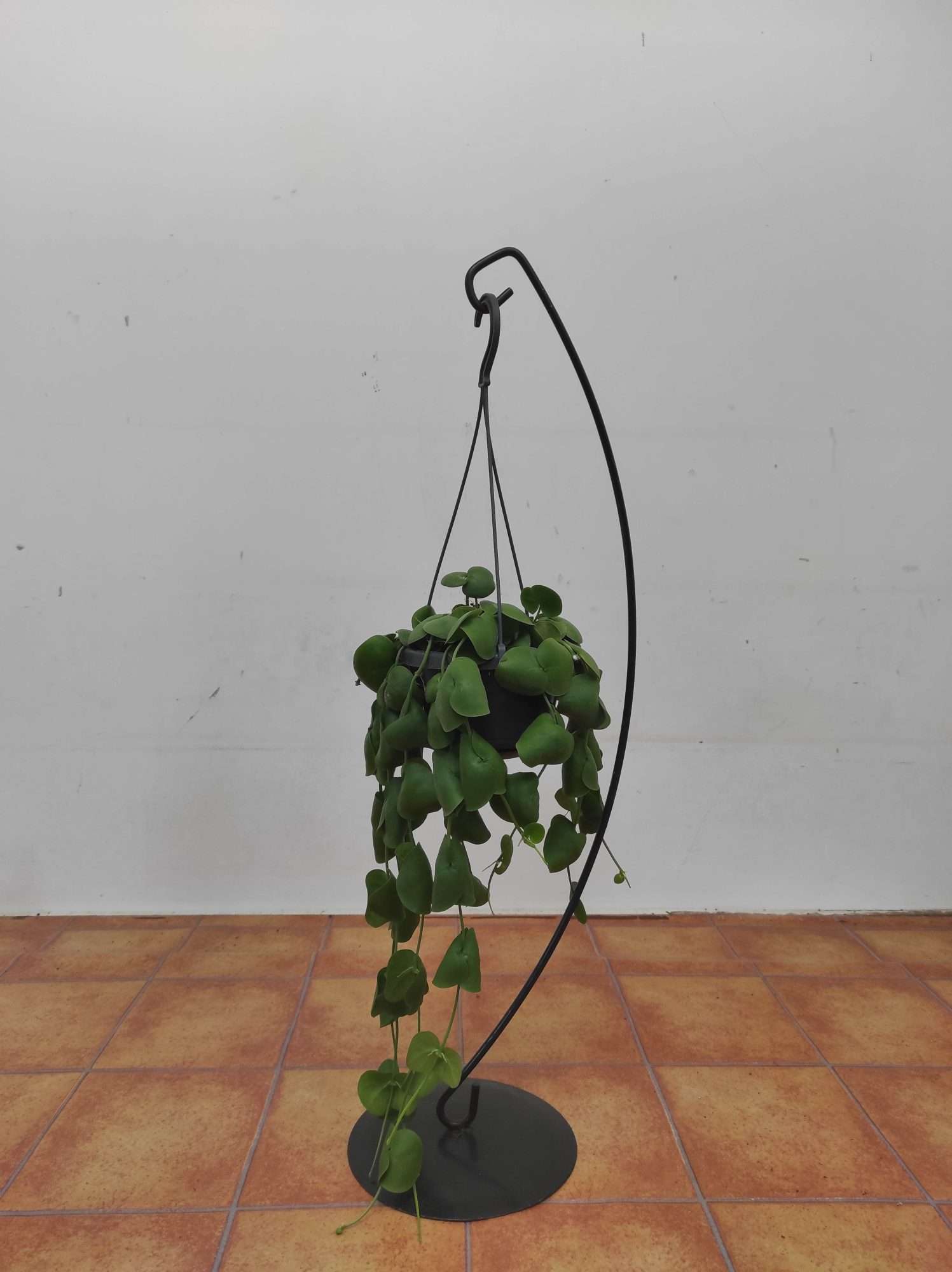 Dischidia Platyphylla Hang - Suspensão - Image 3