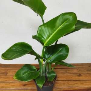 Strelitzia Nicolai V.17