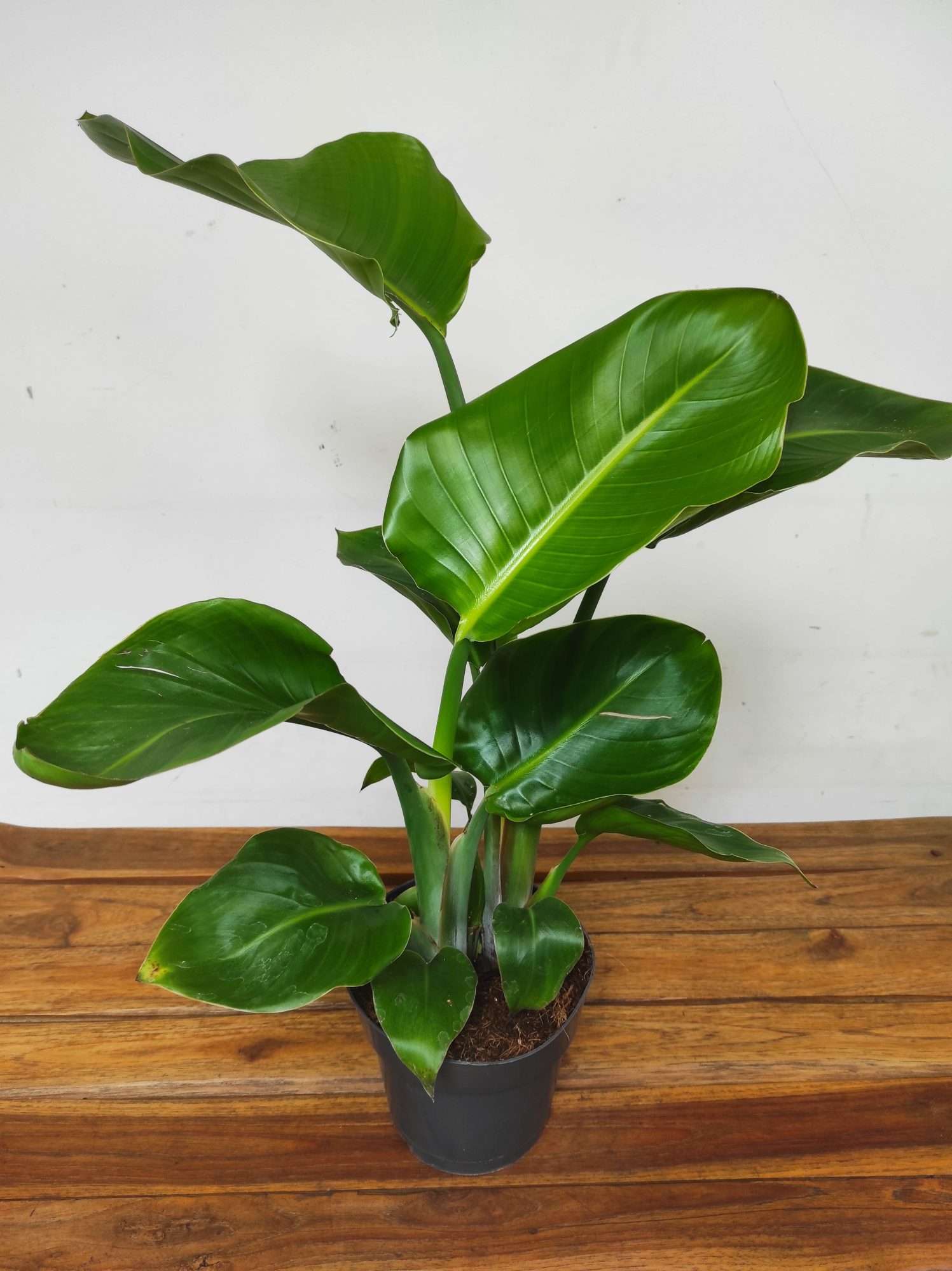 Strelitzia Nicolai V.17