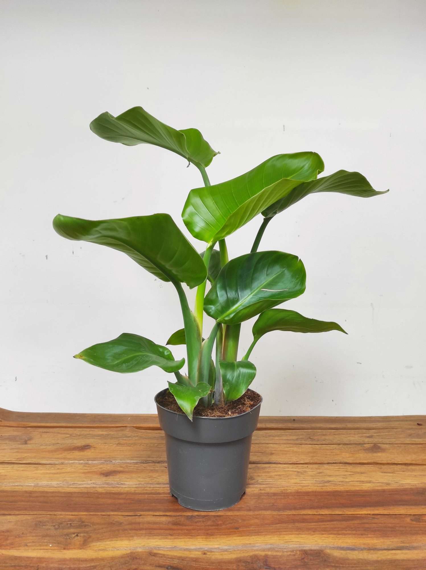 Strelitzia Nicolai V.17 - Image 2