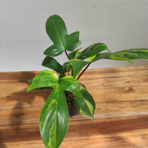 Philodendron 'Florida Beauty Variegata' - V.12