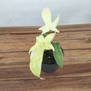 Philodendron 'Florida Ghost' - V.12
