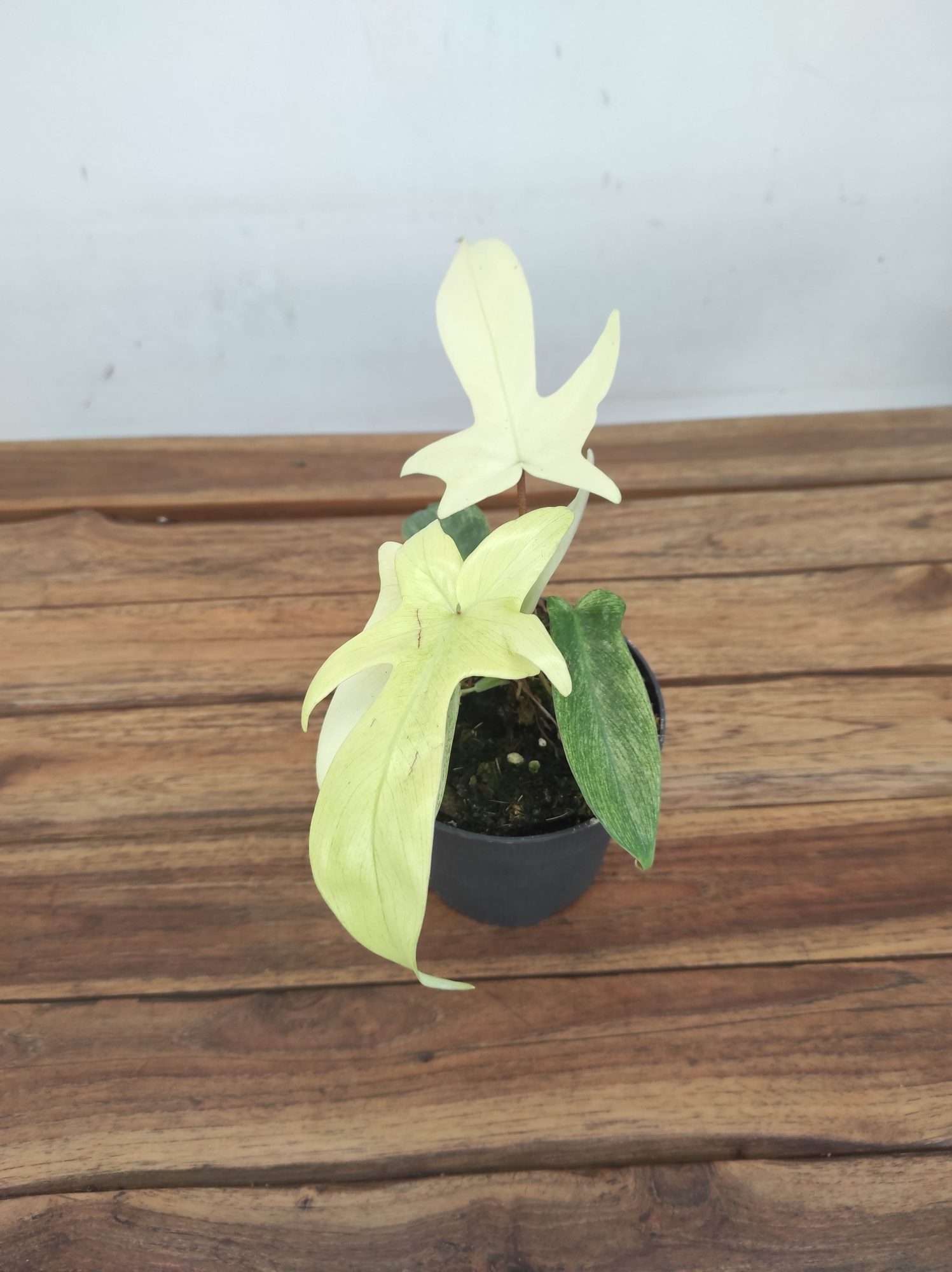 Philodendron 'Florida Ghost' - V.12 - Image 2