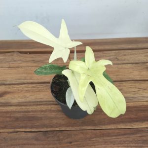 Philodendron 'Florida Ghost' - V.12