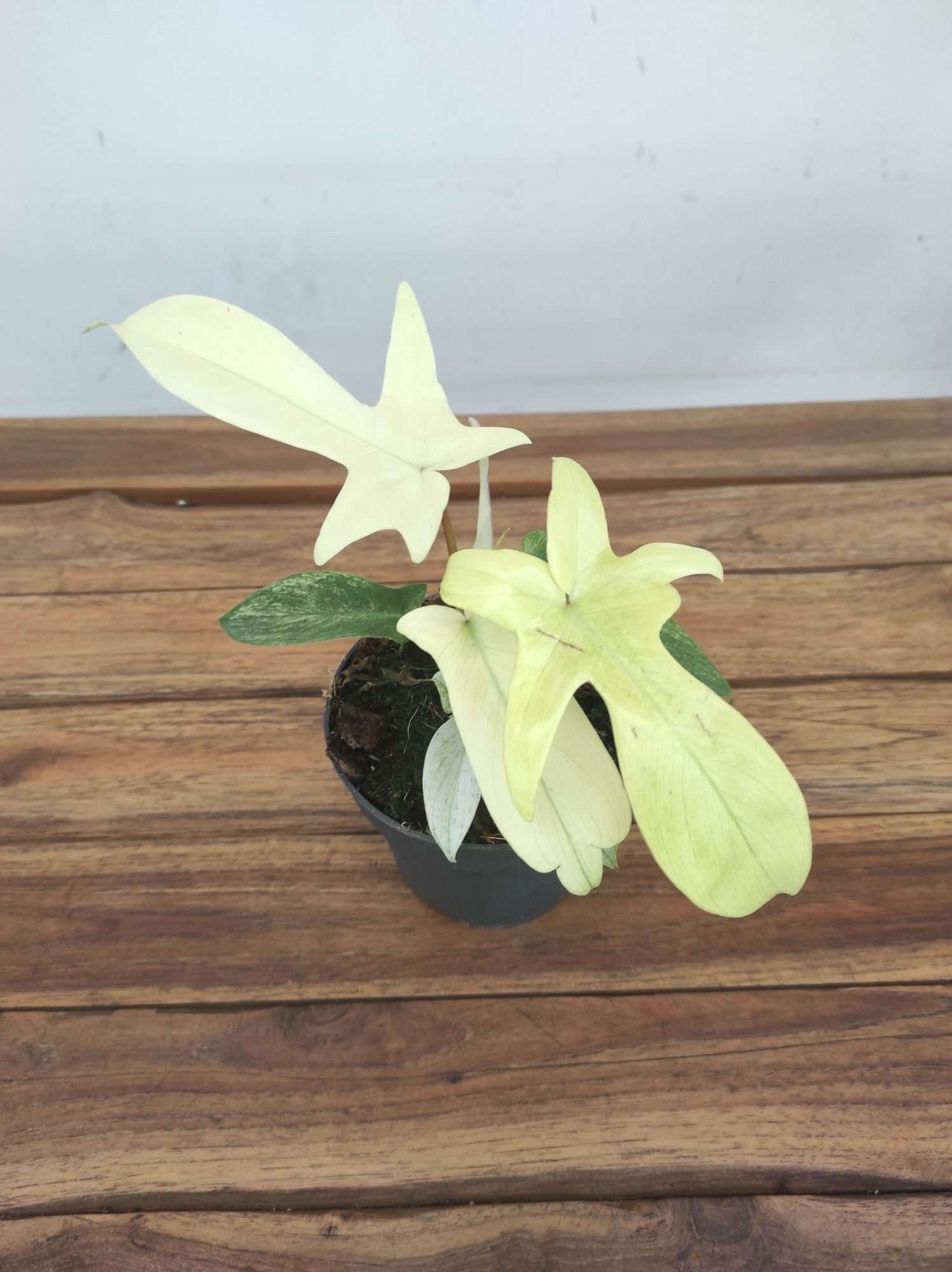 Philodendron 'Florida Ghost' - V.12
