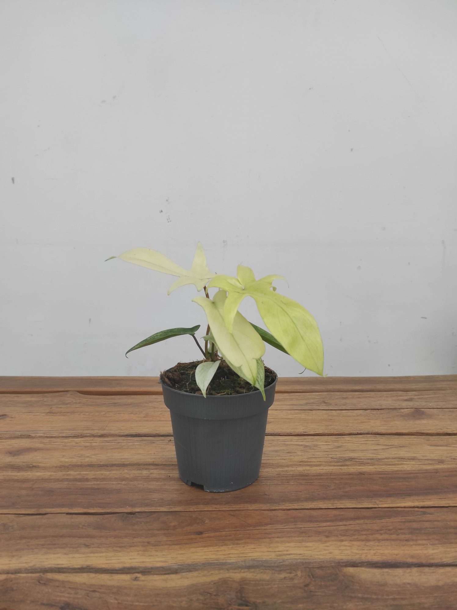 Philodendron 'Florida Ghost' - V.12 - Image 3