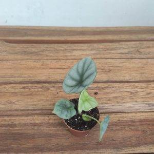 Alocasia Silver Dragon - V.6