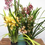 Conjunto 4 Cymbidiuns - 'Bola'