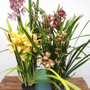 Conjunto 4 Orquídeas - 'Pai Natal'