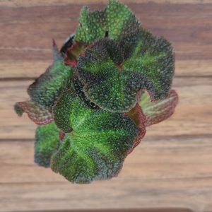 Begonia 'Soli Mutata' - V.6