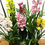 Conjunto 6 Cymbidiuns - Reis Magos