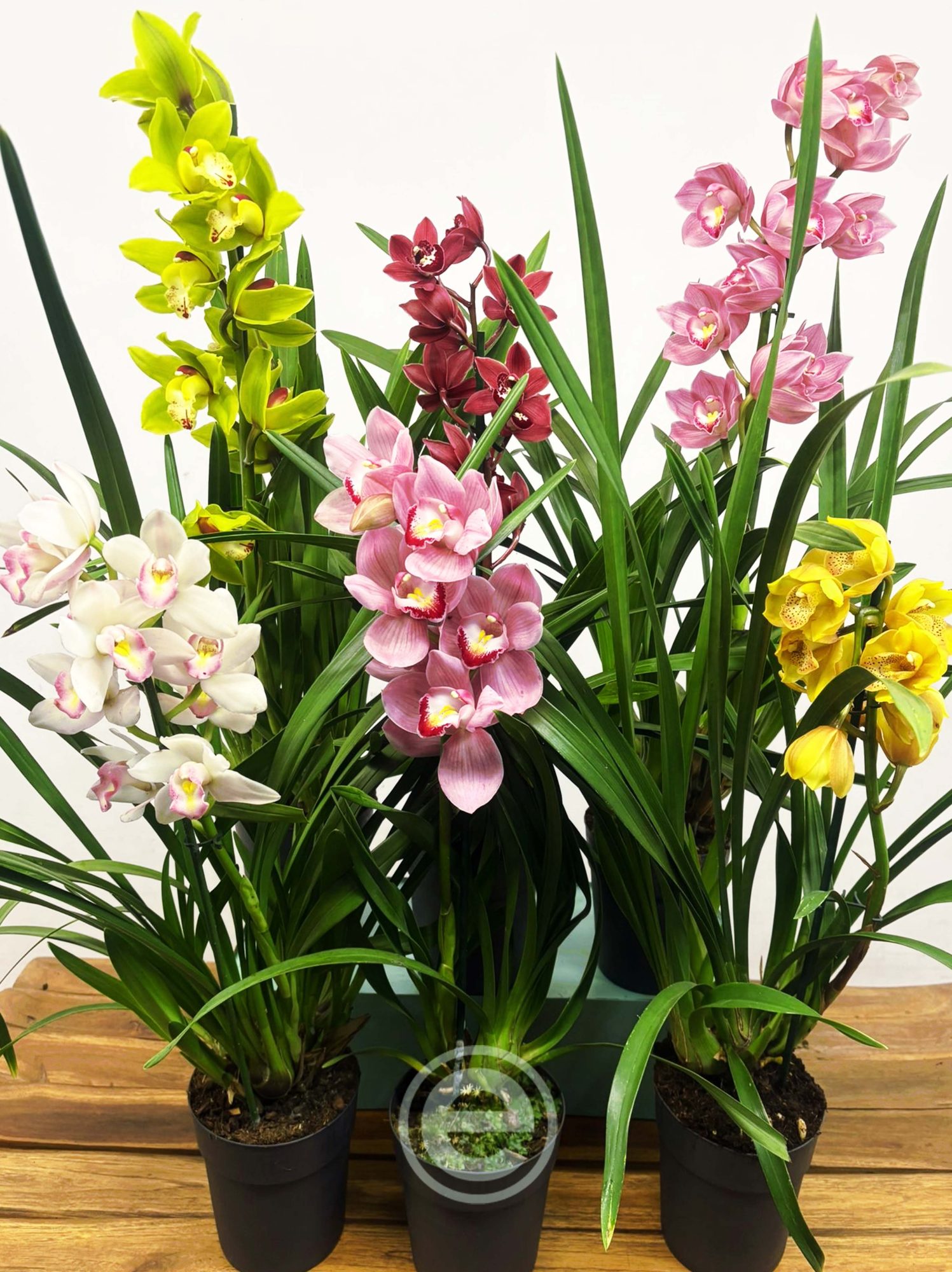 Conjunto 6 Cymbidiuns - Reis Magos