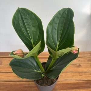 Medinilla 'Flamenco' - V.17