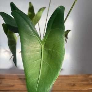 Alocasia Zebrina - V.17