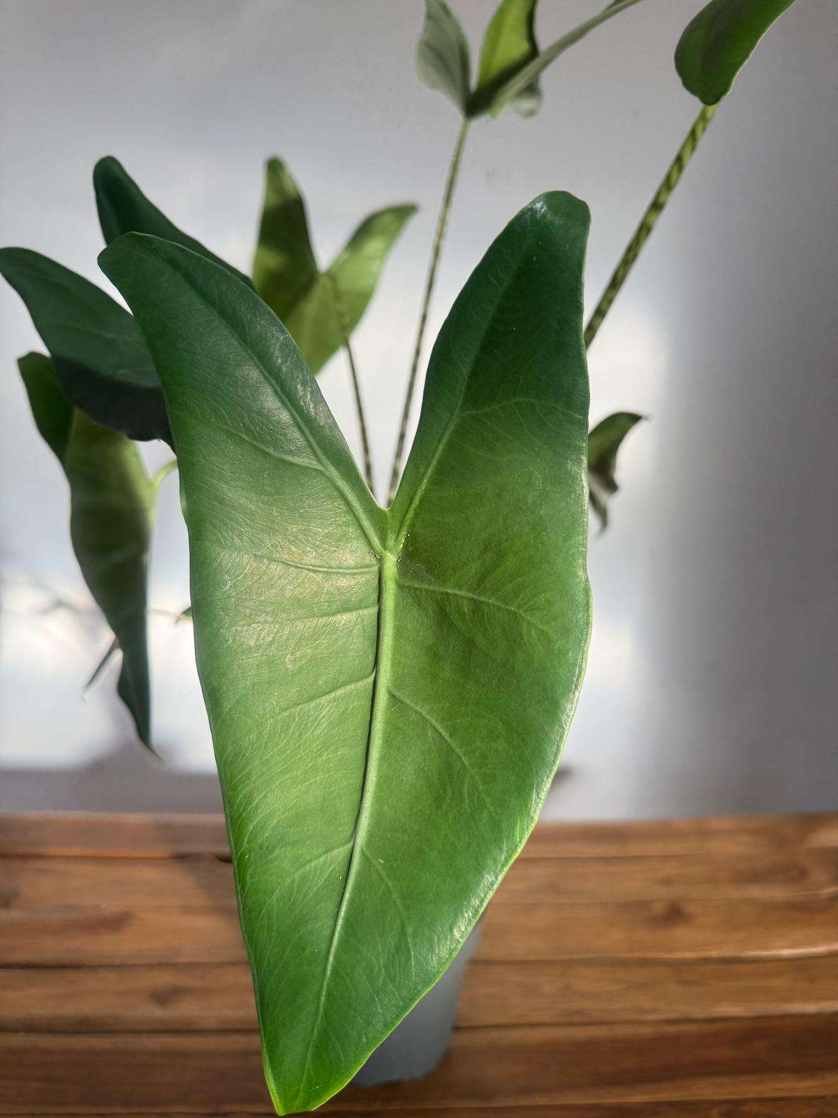 Alocasia Zebrina - V.17