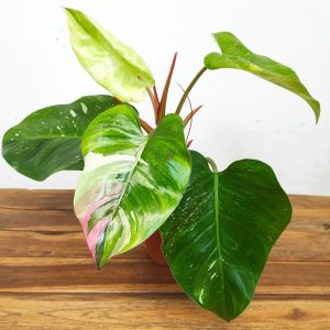 Philodendron 'Fresh Aurea'