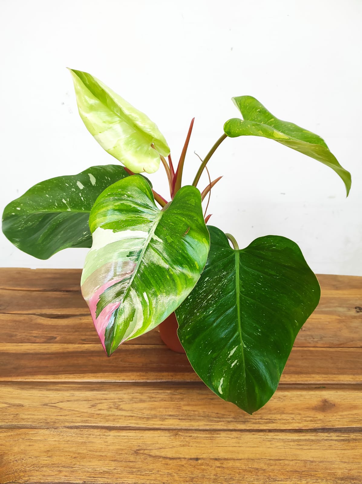 Philodendron 'Fresh Aurea'