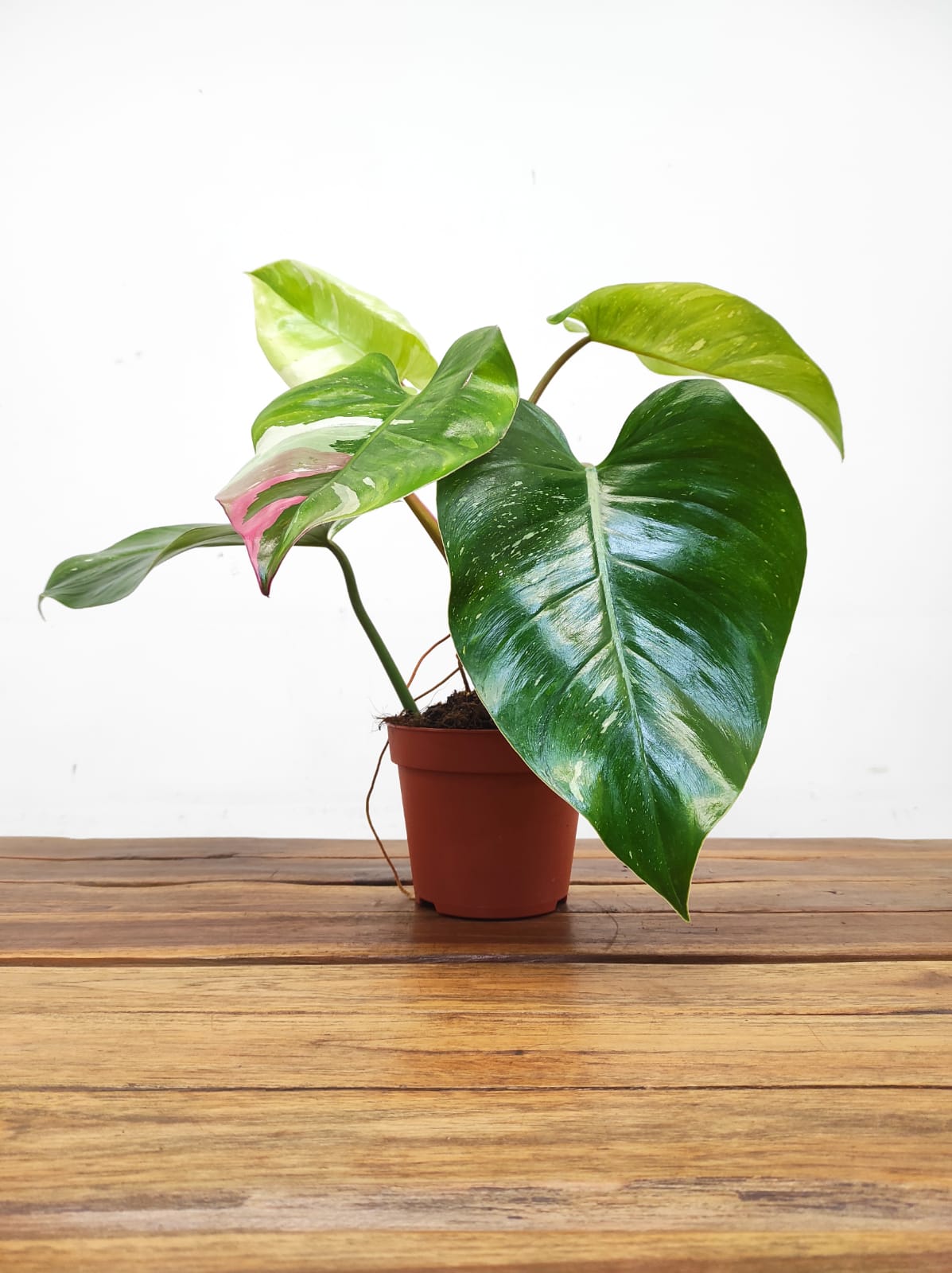 Philodendron 'Fresh Aurea' - Image 2