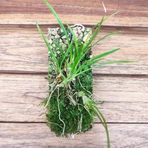 Ornithophora Radicans - Sem flor