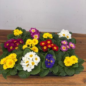 Caixa C/ 12 Primulas - V.10