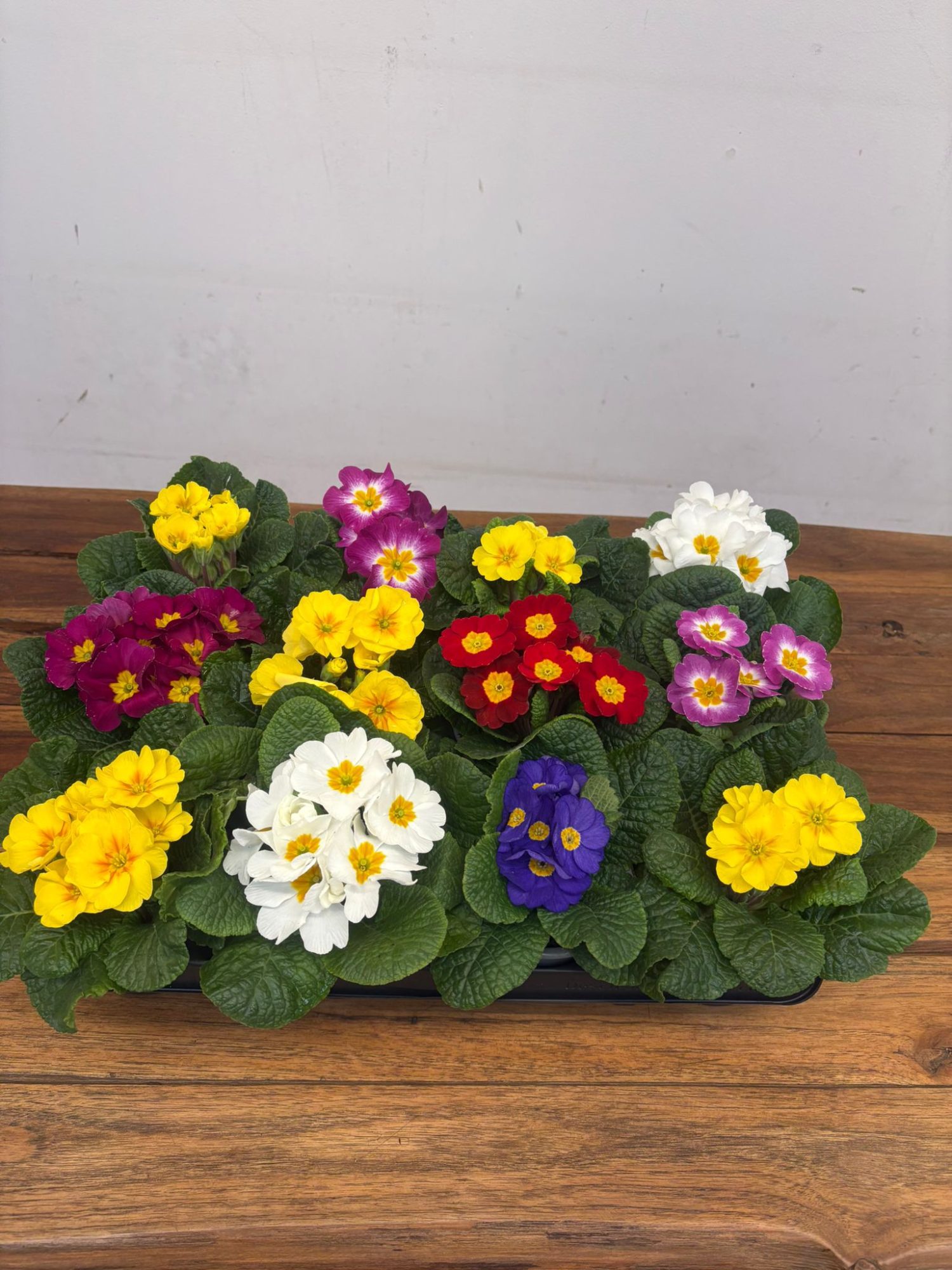 Caixa C/ 12 Primulas - V.10