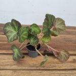 Begonia 'Soli Mutata' - V.6