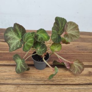 Begonia 'Soli Mutata' - V.6